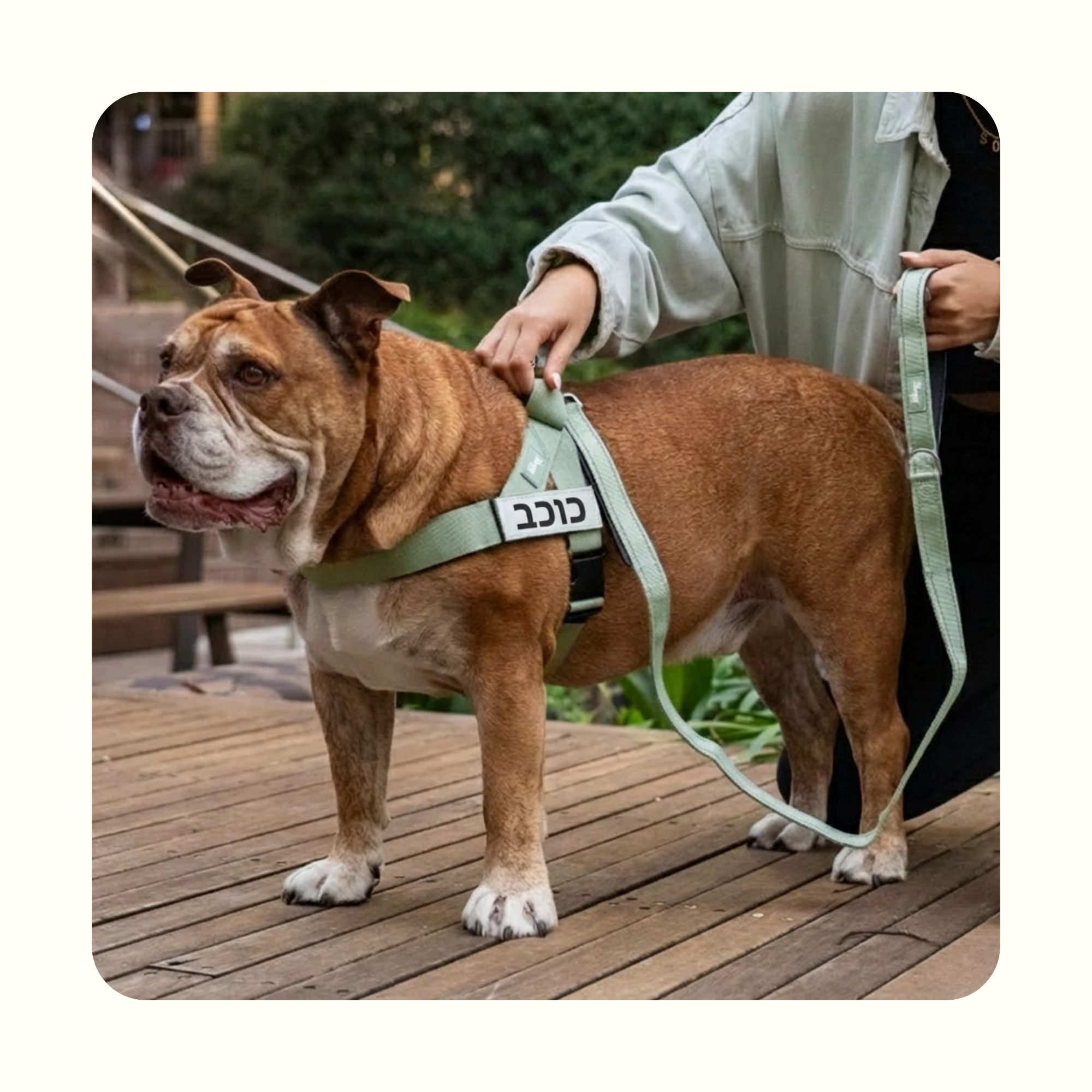 רתמת פאפי לכלב