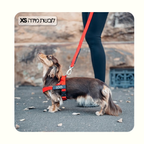 רתמת פאפי לכלב