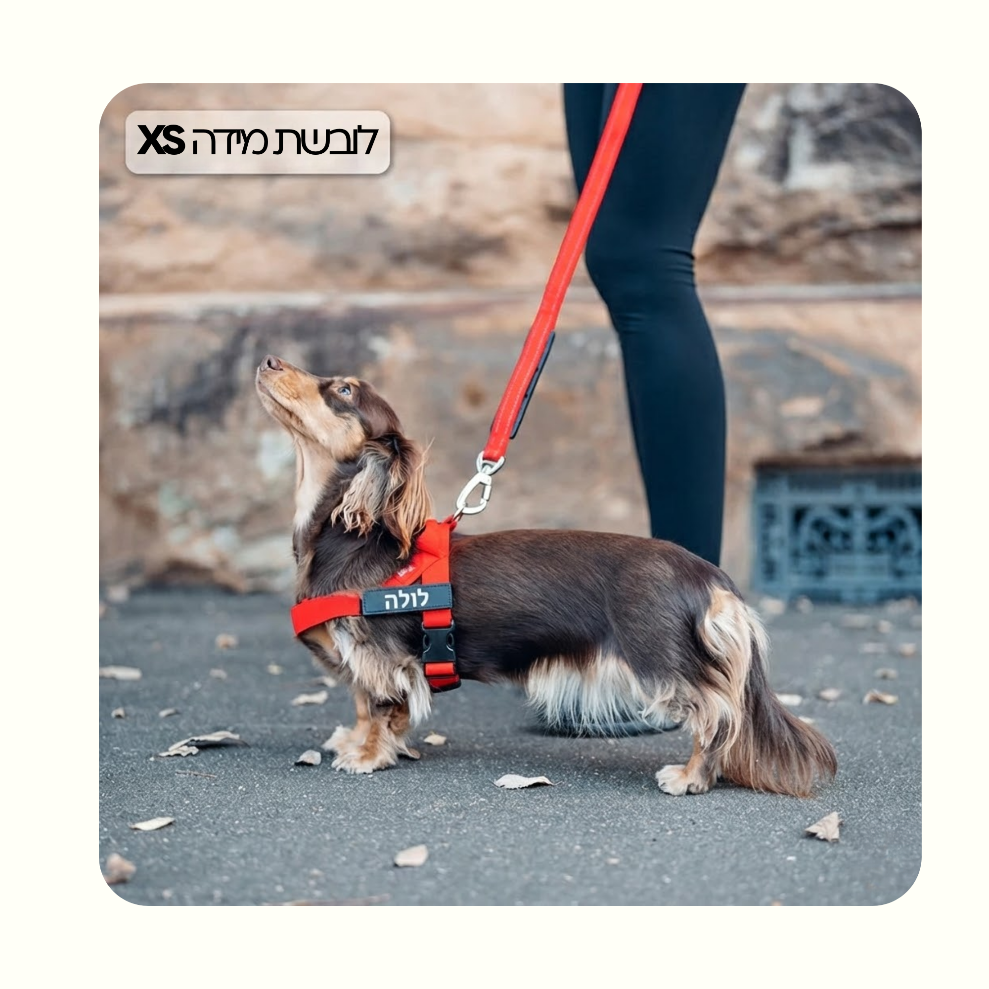 רתמת פאפי לכלב