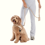 רתמת פאפי לכלב