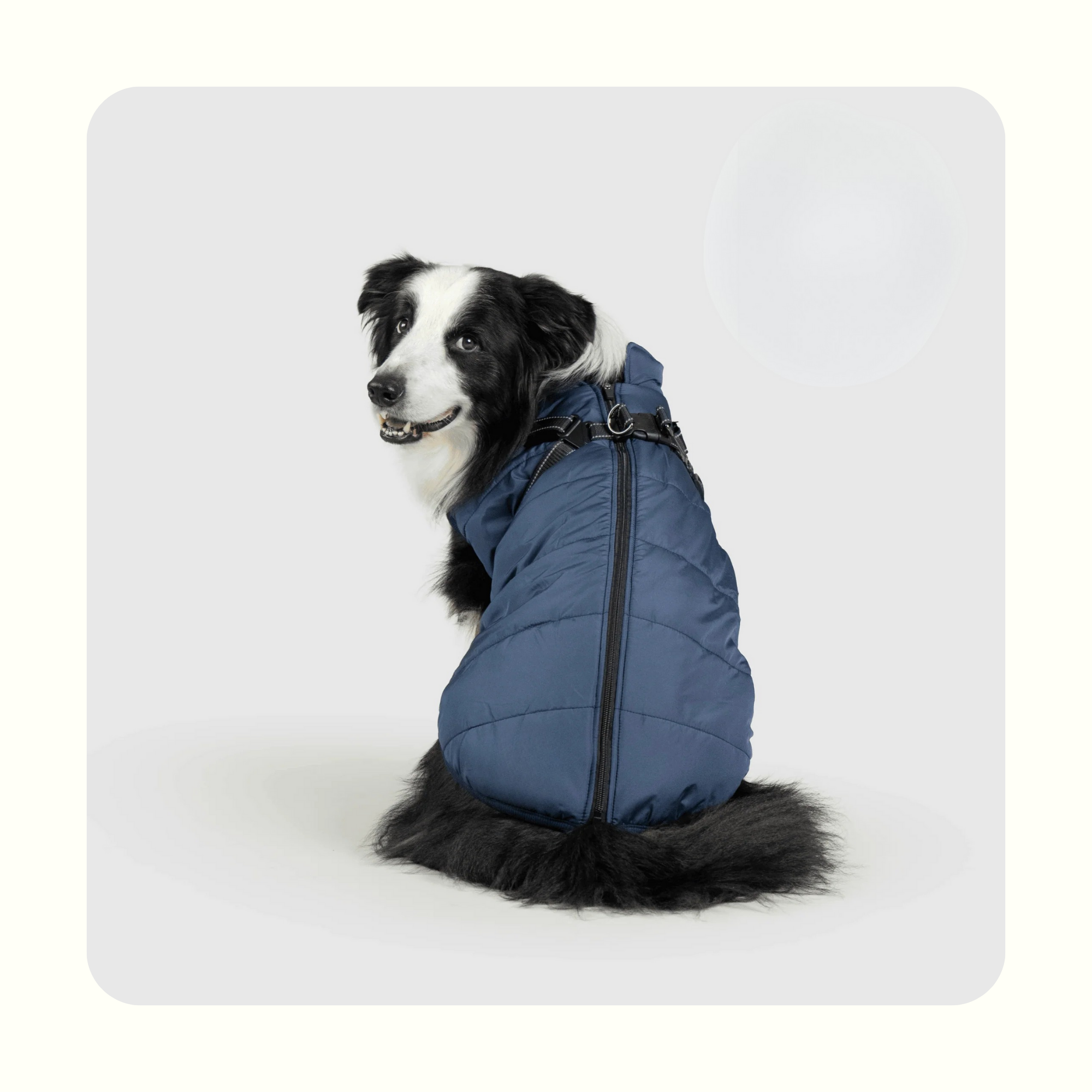 מעיל פאפי לכלב