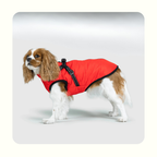 מעיל פאפי לכלב