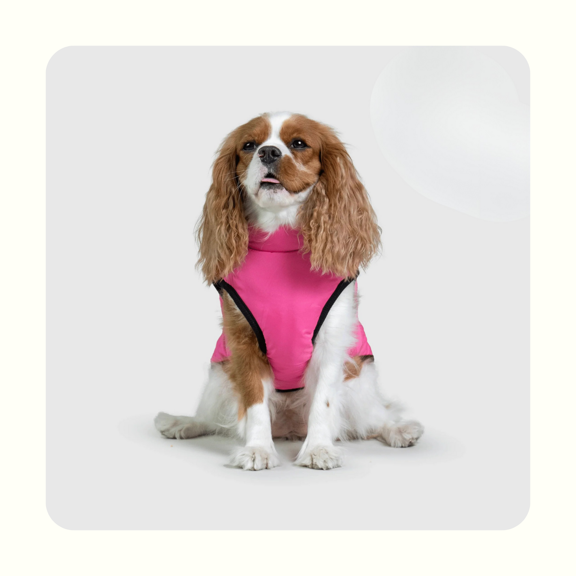 מעיל פאפי לכלב