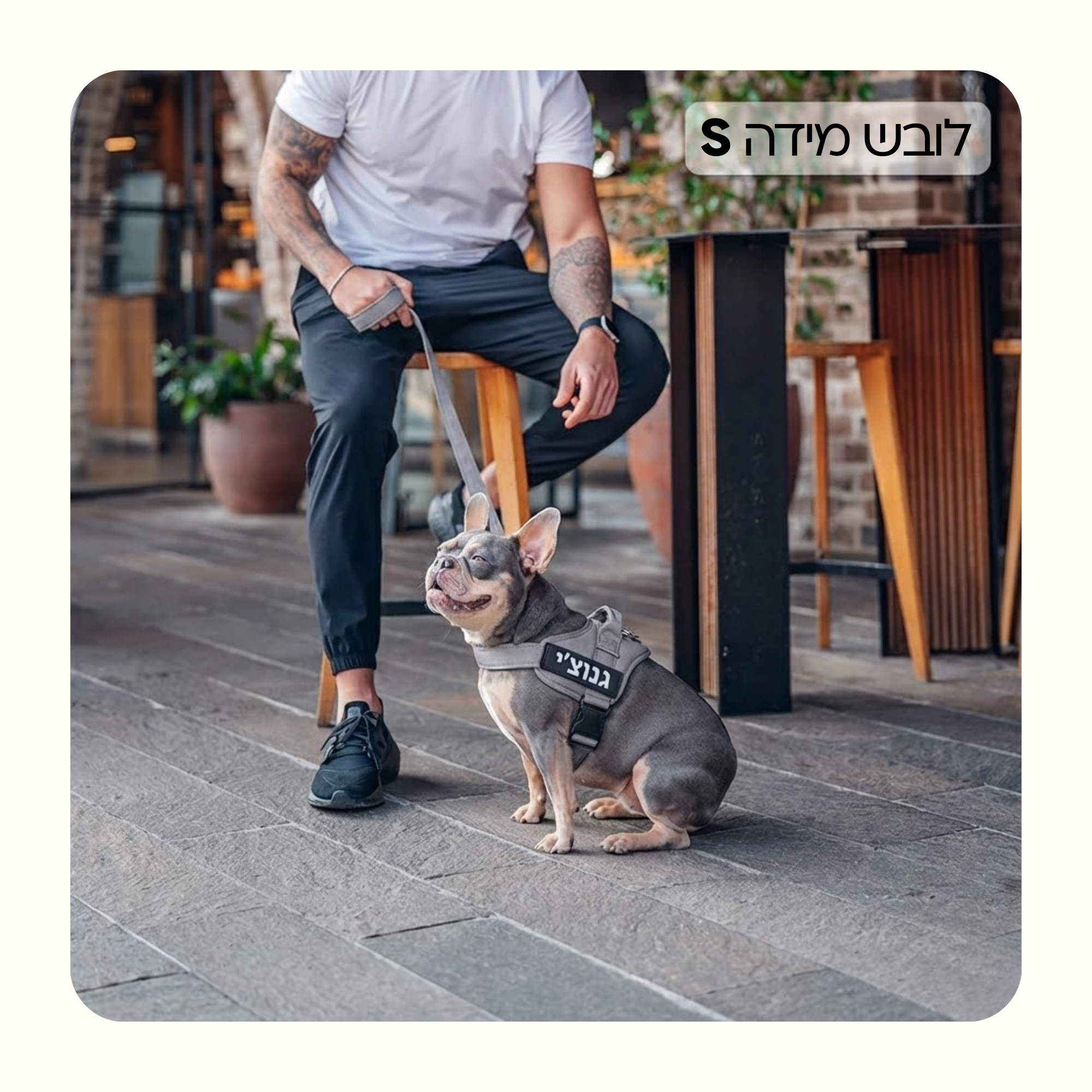 רתמת פאפי לכלב